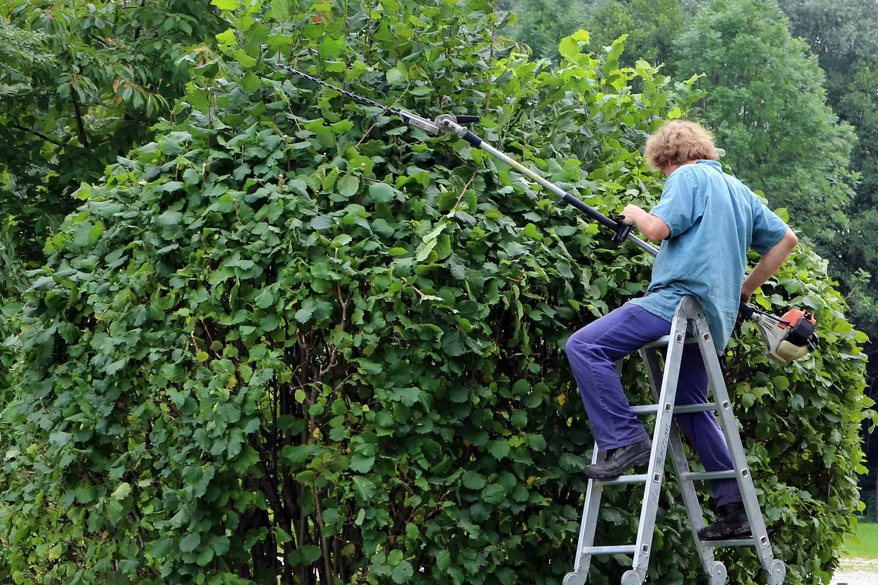 A landscaper on a ladder trimming a tall hedge